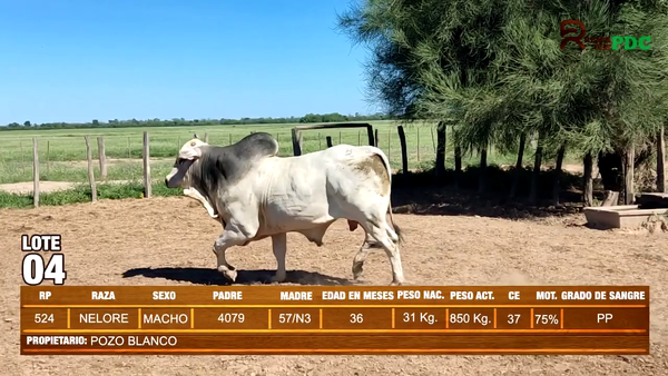 Lote TORO NELORE - POZO BLANCO
