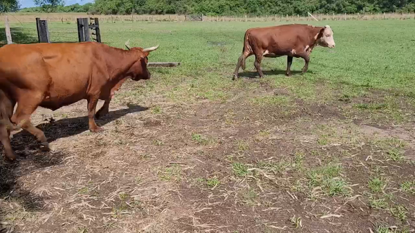Lote 34 Vacas de invernar en Concepción, Corrientes