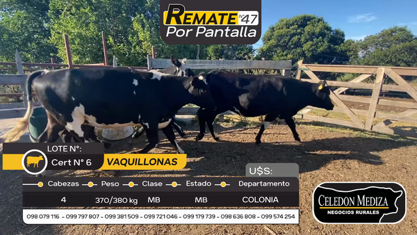 Lote 4 Vaquillonas  en Otra Localidad, Colonia