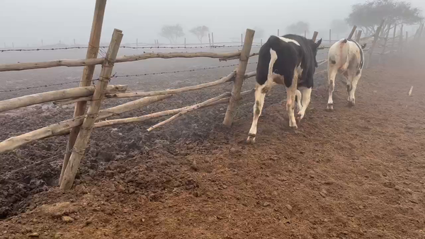 Lote 35 Novillo Gordo en Casablanca, V  Región Valparaíso