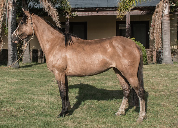 Lote ENOJADA DEL MAVIAL