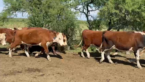 Lote 40 Novillos en Entre Ríos, Federal