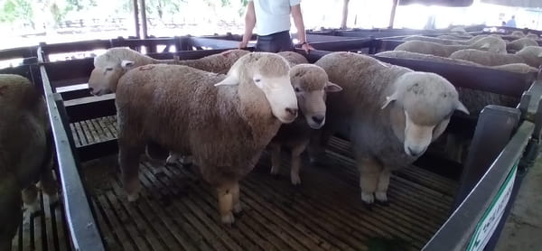 Lote 3 borregos puro de origen y 1 pedigree 2dts