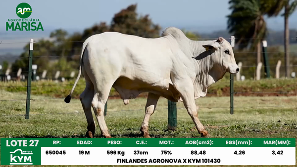 Lote Lote 27