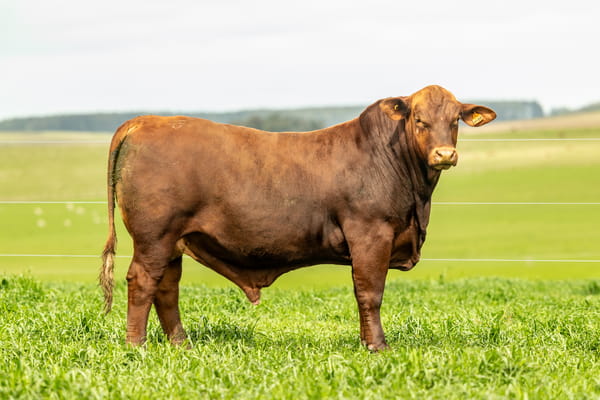 Lote Toros, Montevideo
