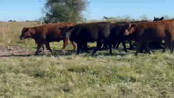 Lote 70 Terneras en Entre Ríos, San Jaime