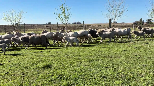 Lote OVEJAS PIEZAS DE CRIA