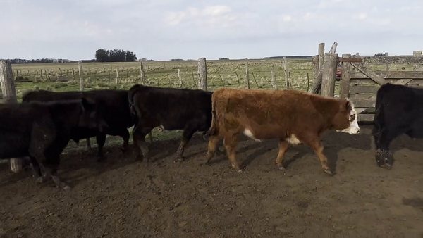 Lote 110 Terneros en Balcarce, Buenos Aires