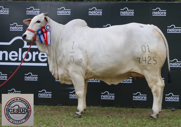 Lote PREÑEZ Nelore a Bozal Expo Internacional 2022 - Lote 4