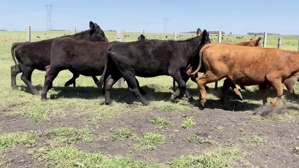 Lote VACAS DE INVERNADA
