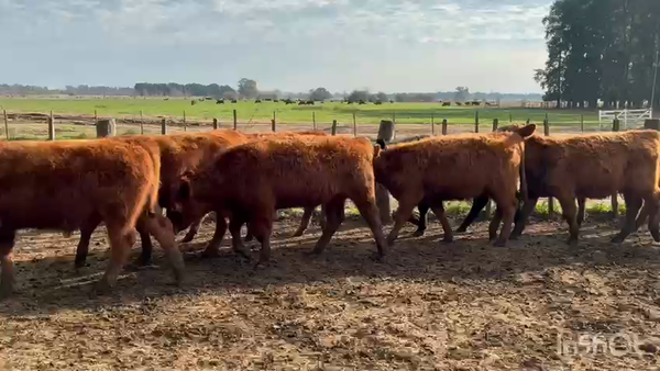 Lote 70 Terneros