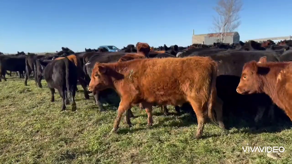 Lote 204 Vaquillonas C/ gtia de preñez en Tordillo, Buenos Aires