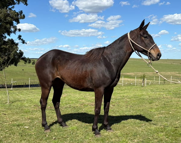 Lote LC CUARTETERA 413