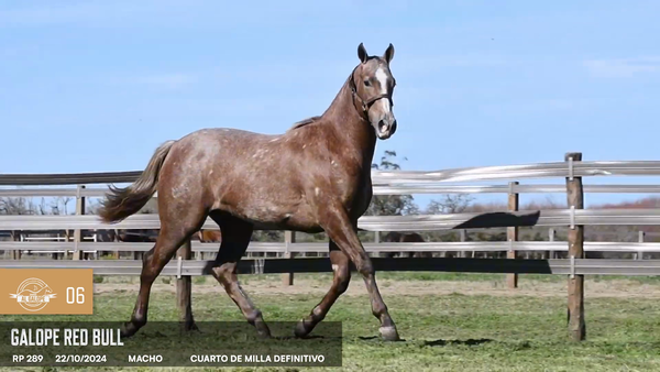 Lote Galope Red Bull