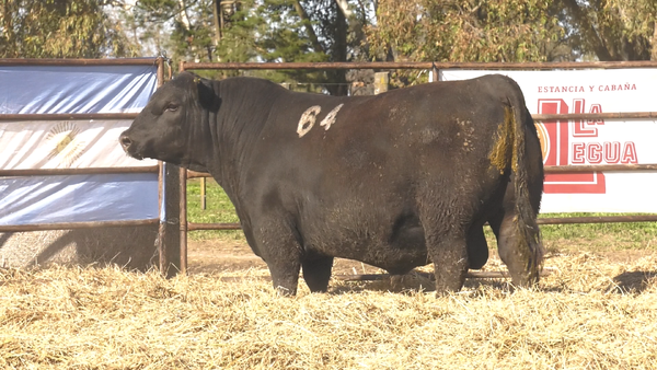 Lote TOROS ANGUS NEGROS  PC