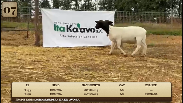 Lote LOTE 7