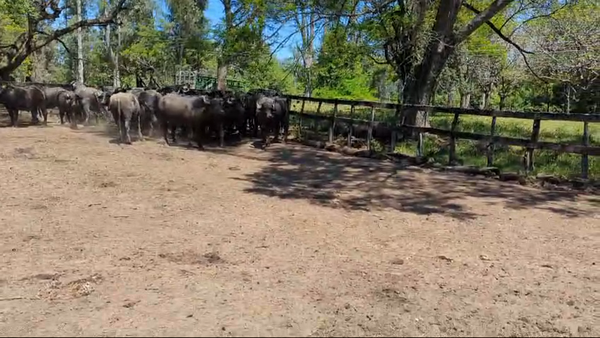 Lote 35 Novillos