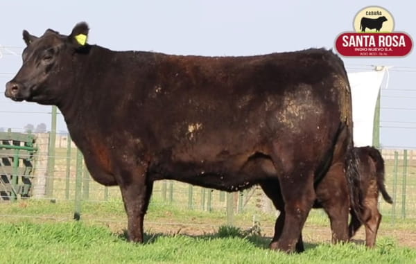 Lote VAQUILLONAS CON CRIA SANTA ROSA