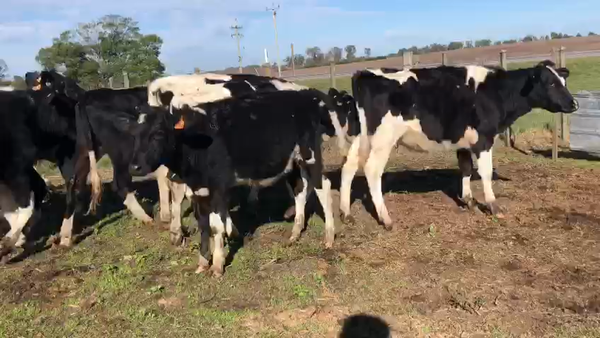 Lote 11 vaquillonas holando
