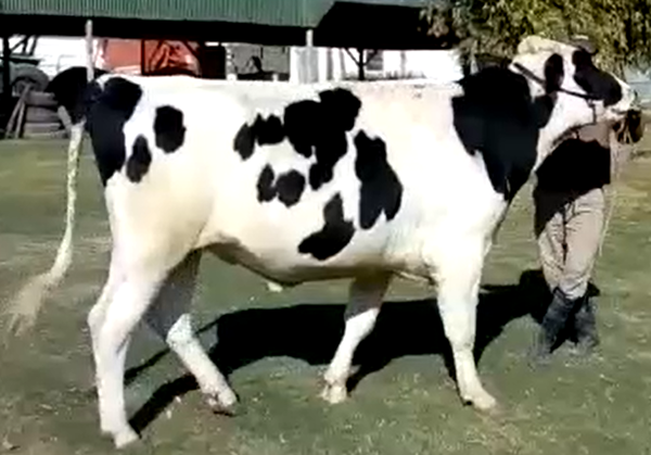 Lote “RICARM” JOLT OBS. DOORMAN ME