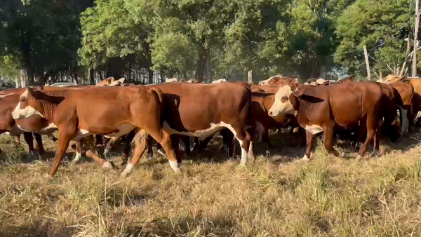 Lote 55 Novillitos en Corrientes, Gdor. Martínez
