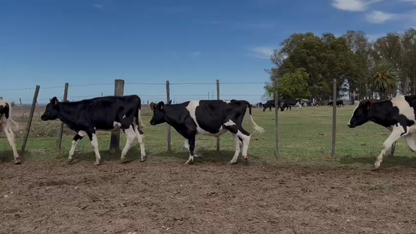 Lote NOVILLOS 1 a 2 AÑOS