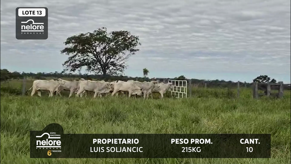 Lote LOTE 13
