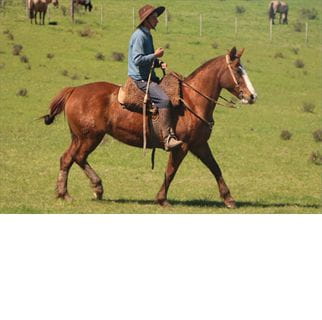 Lote JUANITA DE LOS CONVENTOS