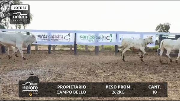 Lote LOTE 37