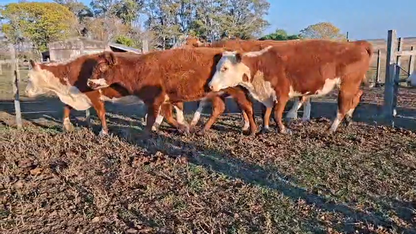 Lote VACAS INVERNAR