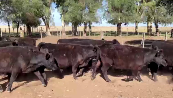 Lote 50 NOVILLITOS, OLAVARRIA, PCIA. DE BS. AS.