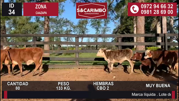 Lote TERNERAS CBO 2
