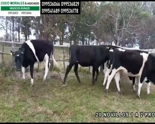 Lote 20 Novillos en Monzon, Soriano