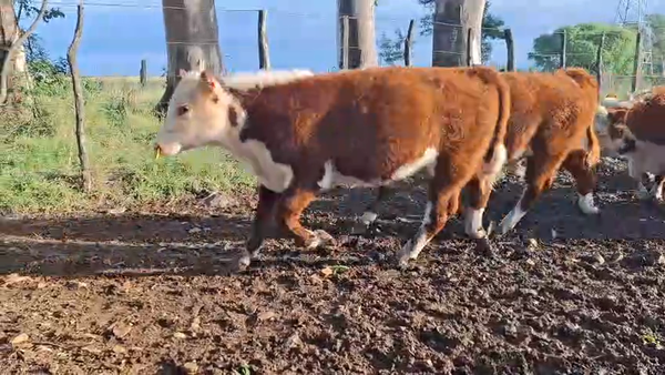 Lote TERNEROS
