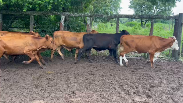 Lote 55 Novillitos en Riachuelo, Corrientes