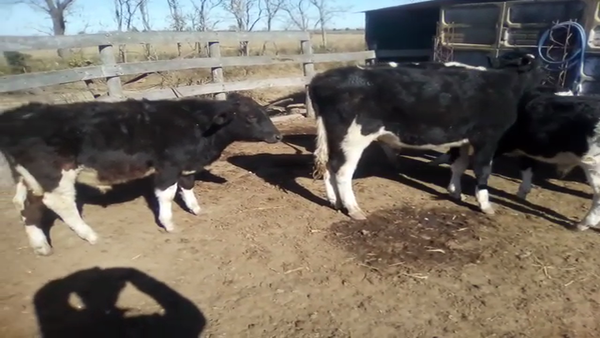 Lote 7 Terneros Holando Argentino en Humberto 1º, Santa Fe