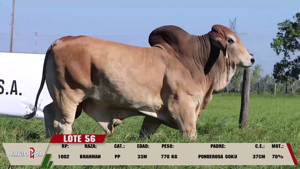 Lote LOTE 56
