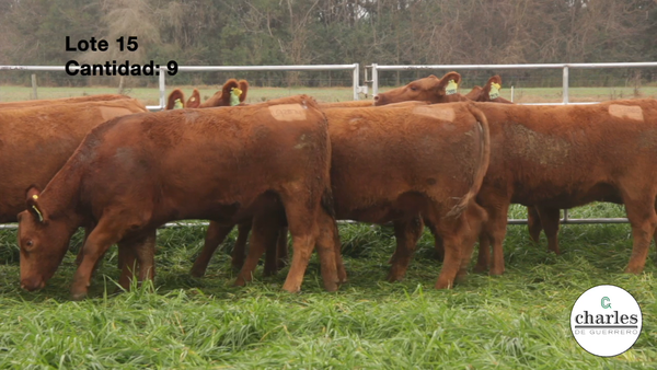 Lote VAQUILLONAS PURAS CONTROLADAS