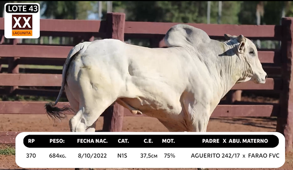 Lote LOTE 43