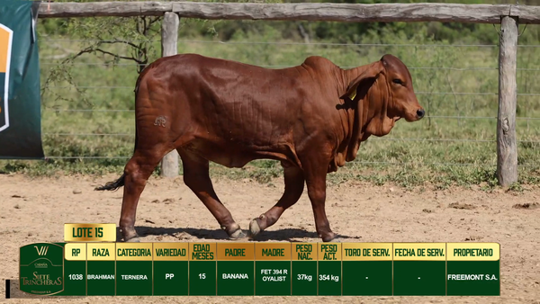 Lote LOTE 15