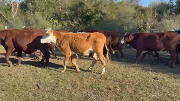 Lote 267 Novillitos/Novillos en Corrientes, Sauce