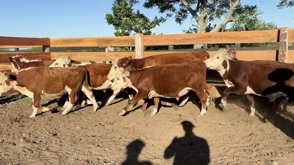 Lote NOVILLOS 1-2 AÑOS