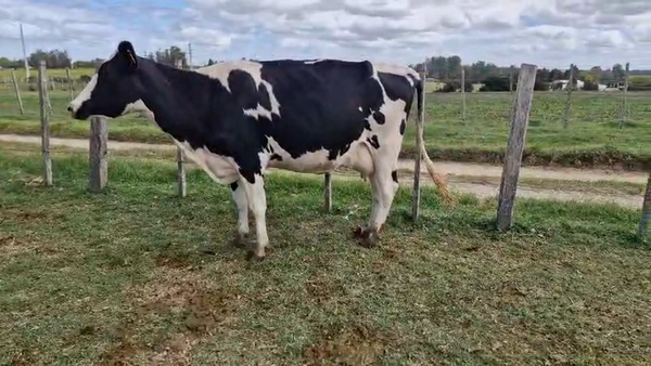 Lote 3 Vaca, San José