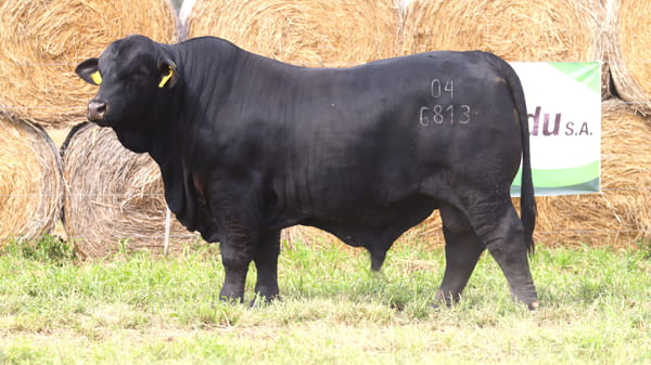 Lote LOTE 19
