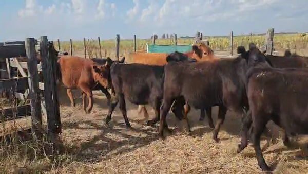 Lote 65 Terneros en Ayacucho