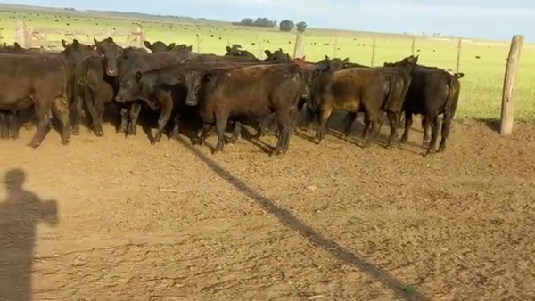 Lote 50 Terneros/as en Espartillar, Buenos Aires