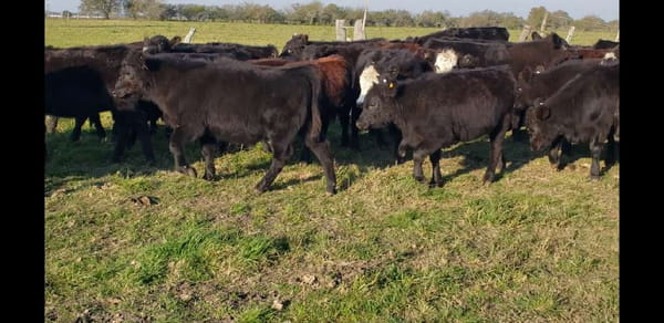 Lote 69 Terneros/as en Villaguay, Entre Ríos