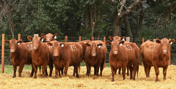 Lote VAQUILLONAS ANGUS PC OTOÑO