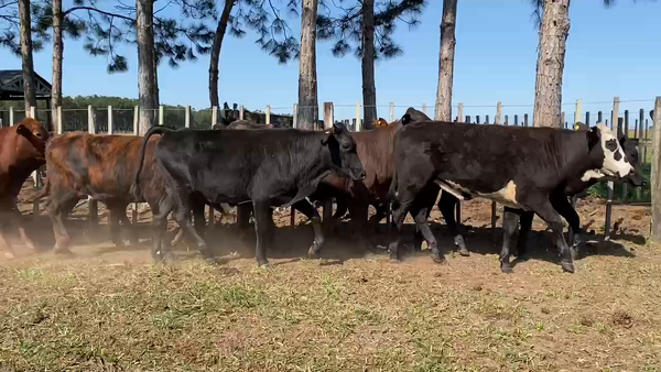 Lote 56 Novillitos en Ituzaingó, Corrientes