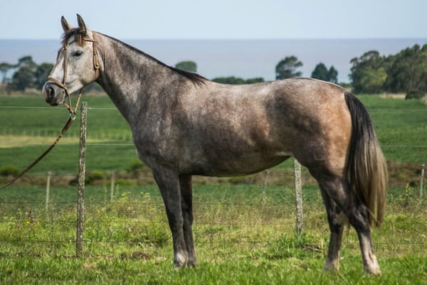 Lote CONSTANCIA RAQUEL 1722